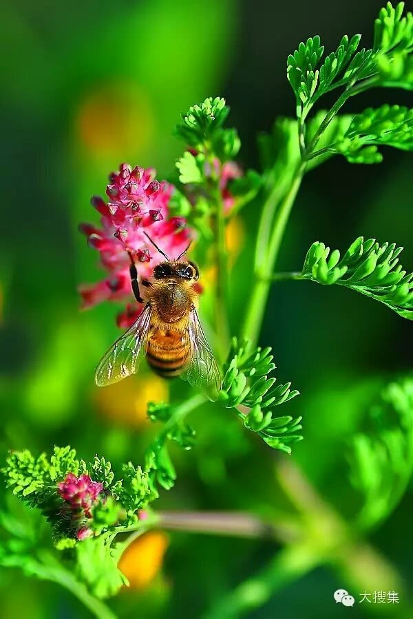 梦到抓蜜蜂什么意思_抓蜜蜂_梦到有人抓蜜蜂