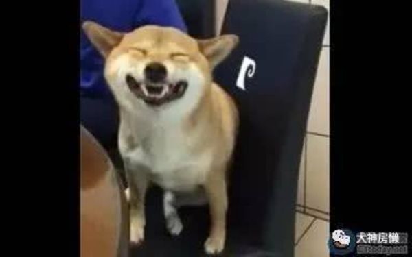 6park Com 养柴的你 知道柴犬还有两幅面孔吗 6park Com 养柴的你 知道柴犬还有两幅面孔吗