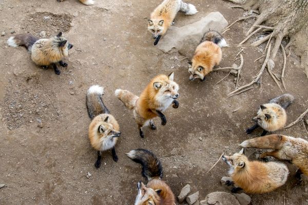 6park Com 游日本狐狸村 从大多数人憎恨的狐狸身上看到中日反差