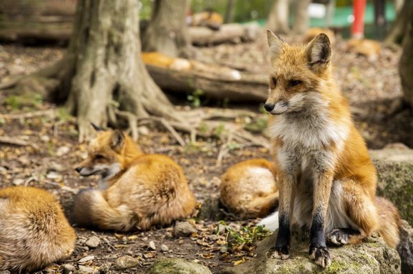 6park Com 游日本狐狸村 从大多数人憎恨的狐狸身上看到中日反差