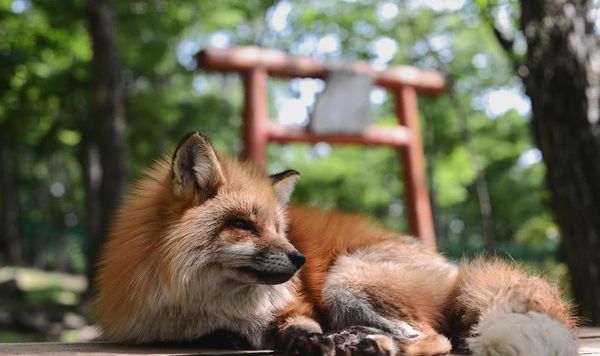 6park Com 日本有个人气景点 养着许多生活自在的狐狸 靠讨好游客混日子