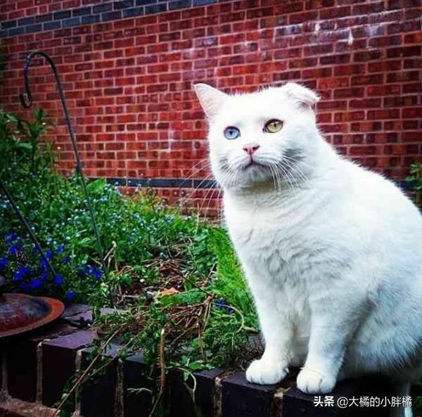 6park Com 邋遢白猫遭人嫌弃 却与醉酒小伙尬聊2小时 被收养后的颜值真高 6park Com 邋遢白猫遭人嫌弃 却与醉酒小伙尬聊2小时 被收养后的颜值真高