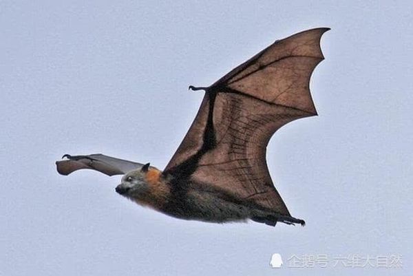 6park Com 世界最大蝙蝠 两翼长达1 5米 遭多个国家扑杀 加速狐蝠消亡