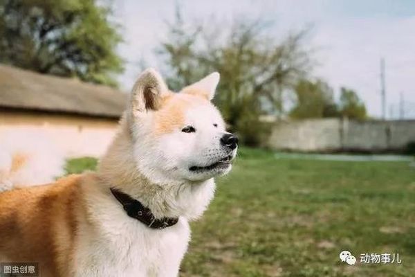 6park Com 18种最受欢迎的狗狗 你最喜欢哪种 博美 柯基 柴犬 萨摩耶