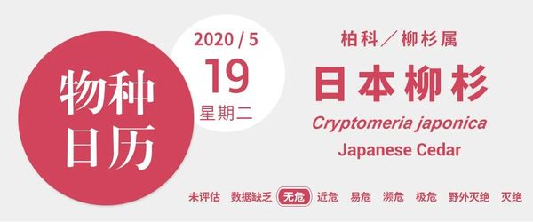 6park Com 旅行青蛙仰视的大树 其实就是花粉过敏的元凶 6park Com 旅行青蛙仰视的大树 其实就是花粉过敏的元凶