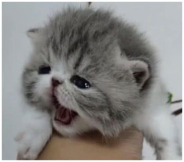 6park Com 小猫第一次被主人抱 离开妈妈哭得不行 这哭相绝了