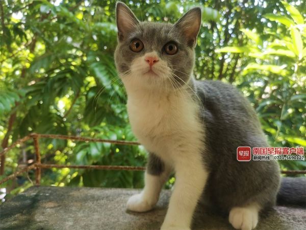 6park Com 南宁一女子 吸猫 被感染猫癣 医生提醒 养宠物要当心人畜共患病