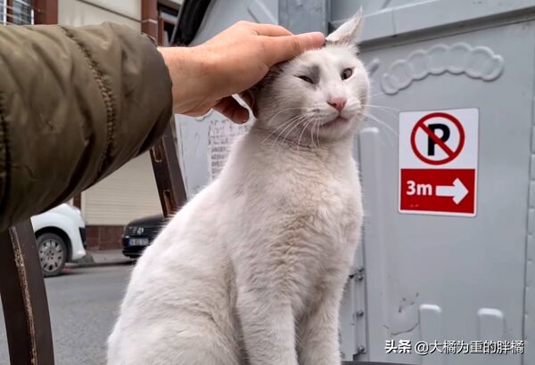 6park Com 男子丢把破椅子 却被流浪猫 霸占 每天安稳睡觉 等他来喂食 6park Com 男子丢把破椅子 却被流浪猫 霸占 每天安稳睡觉 等他来喂食