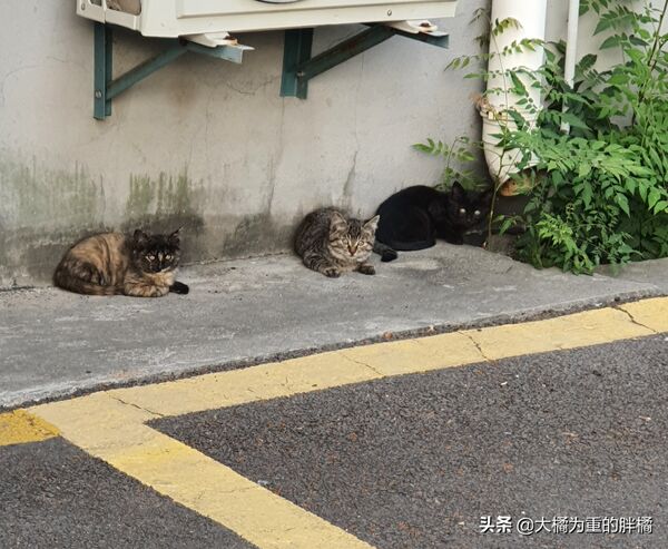 6park Com 狸花猫厚着脸在大学讨食 冬天不见女生出门后 却又跑去男生宿舍