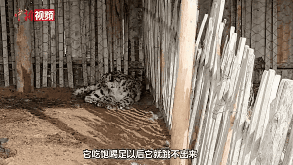 6park Com 雪豹下山咬死19只羊 吃饱后当场瘫倒 哎呦 胃撑爆了