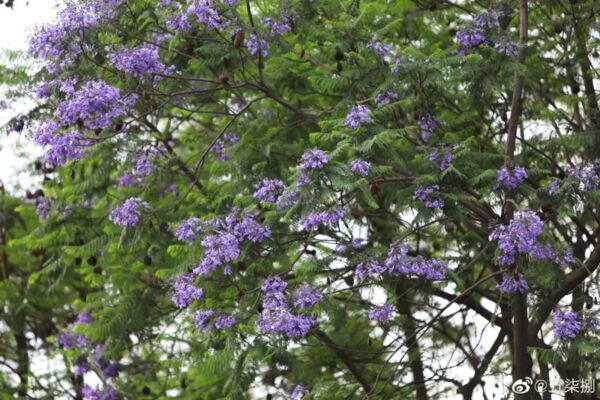 6park Com 成都五月 花魁 蓝花楹 市区这些点位免费看蓝紫色花海 美上热搜 6park Com 成都五月 花魁 蓝花楹 市区这些点位免费看蓝紫色花海 美上热搜